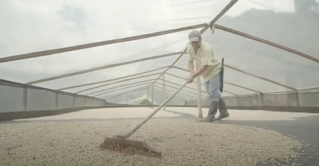 Sourcing from Finca Berlín in Cundinamarca