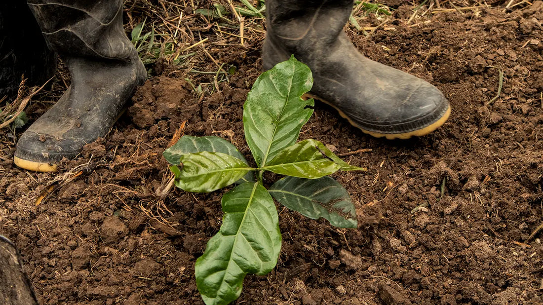 Earth Day 2024: Restoring Colombia's Native Forests