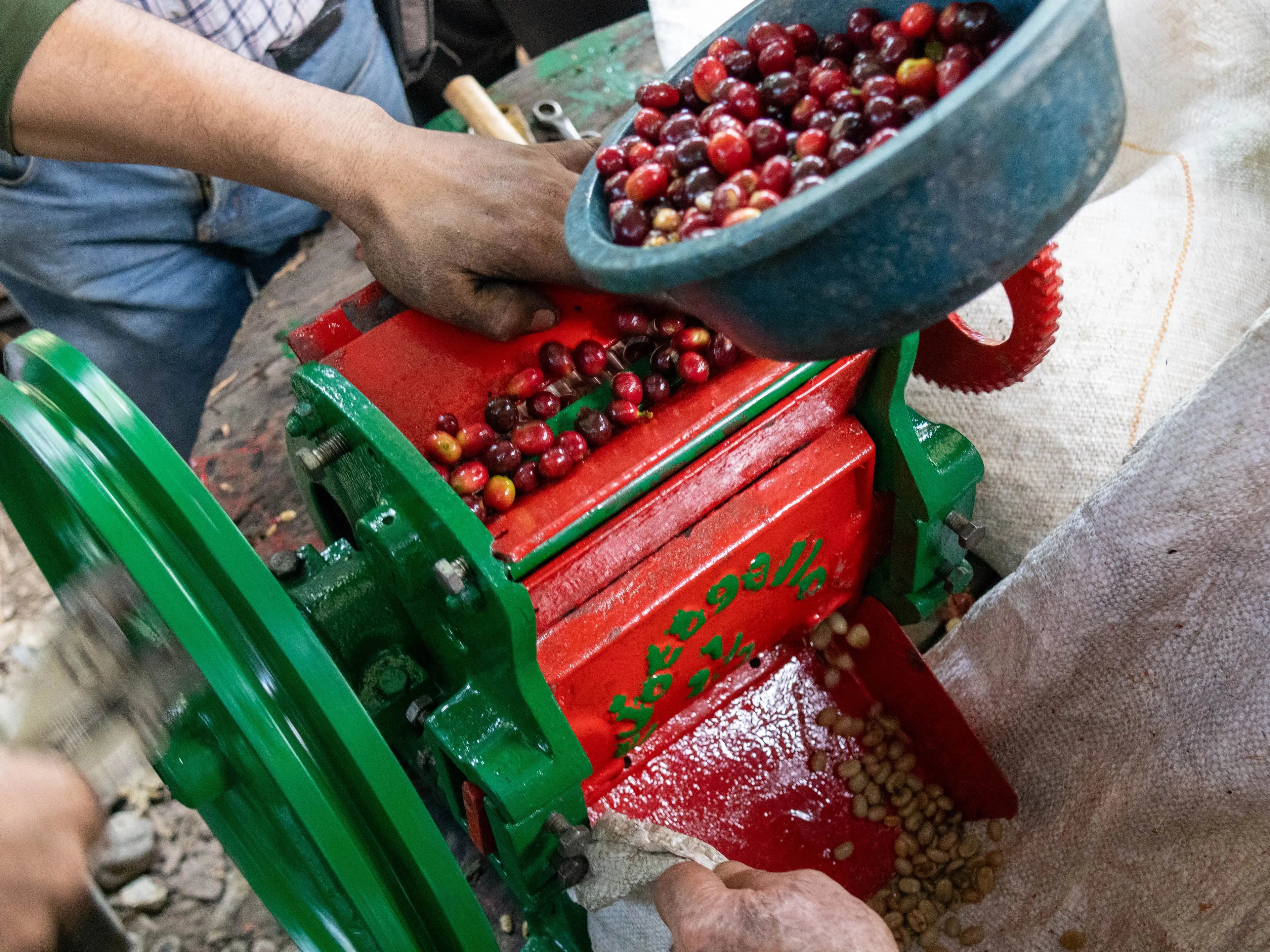 Devoción - Blog Post -  THE IMPORTANCE OF DEPULPING: DEVOCIÓN CONDUCTS A WORKSHOP FOR THE ASOFINCAS COFFEE ASSOCIATION