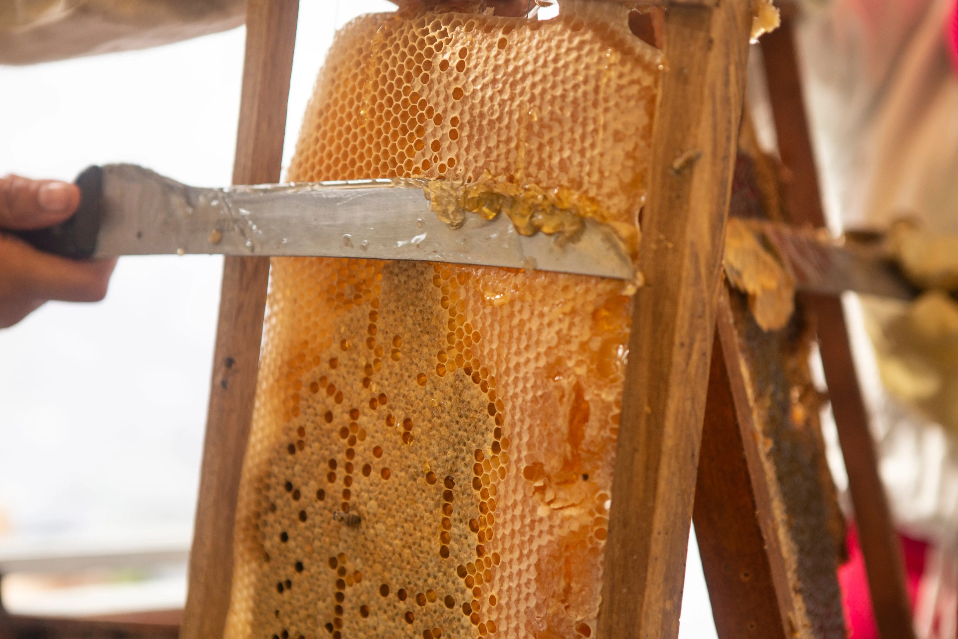 FLOR DE MONTE COFFEE BLOSSOM HONEY